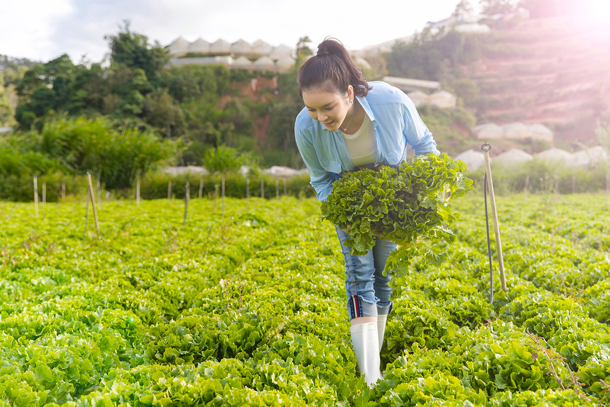 Lý Nhã Kỳ giản dị tự tay thu hoạch vườn cà chua và xà lách trên nông trại ở Đà Lạt